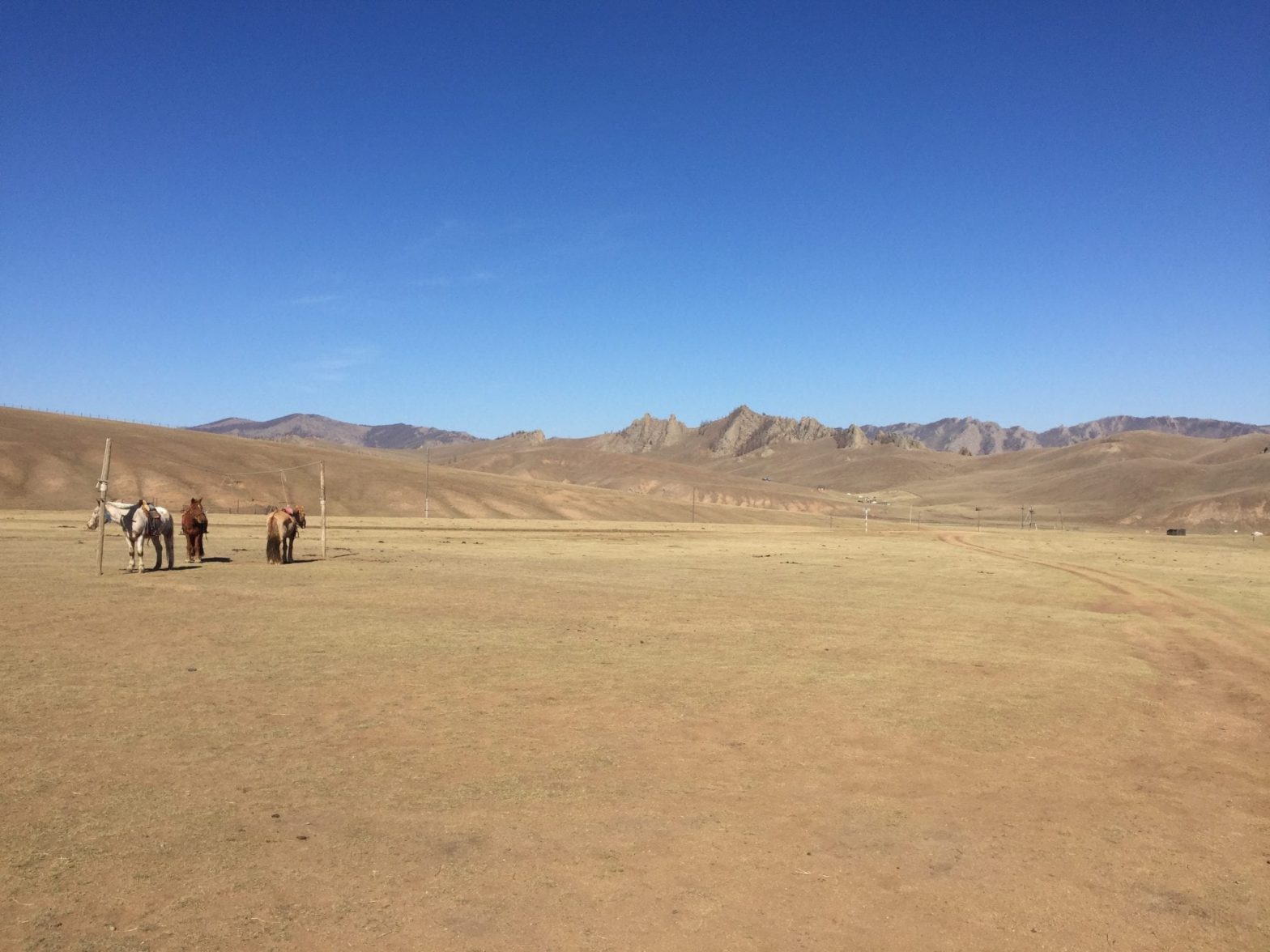 Horses waiting Mongolian ger camp