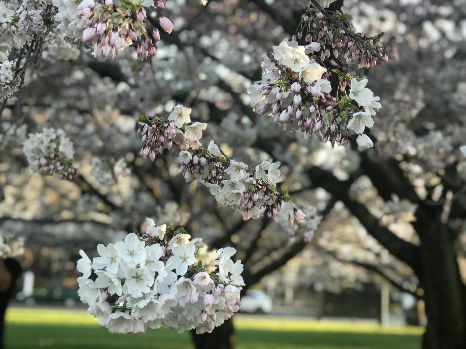 Thanksgiving - Springtime blossoms in Victoria, BC