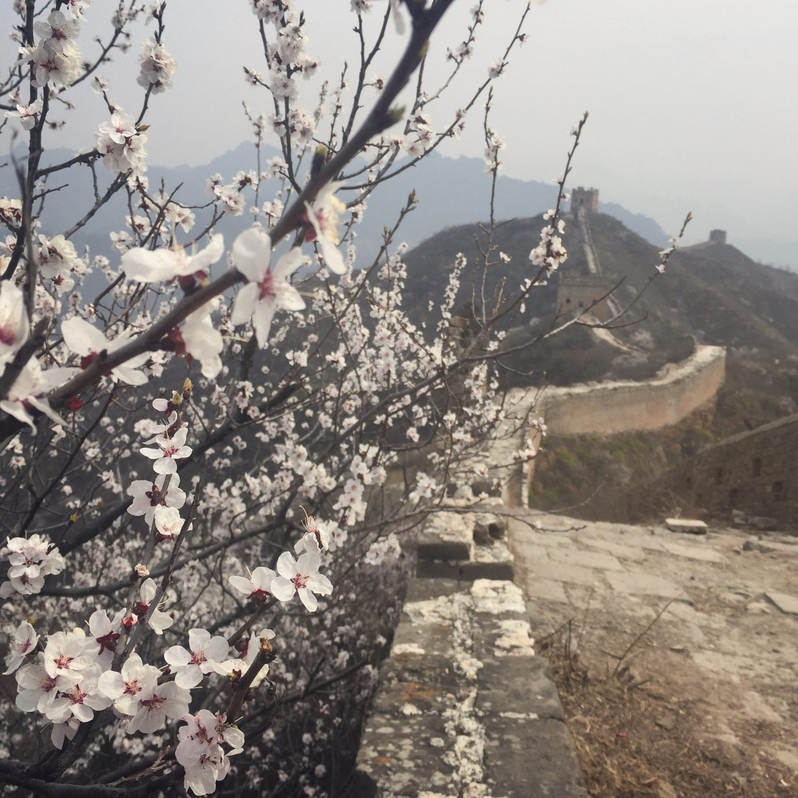 Cherry Blossoms in Beijing Great Wall of China