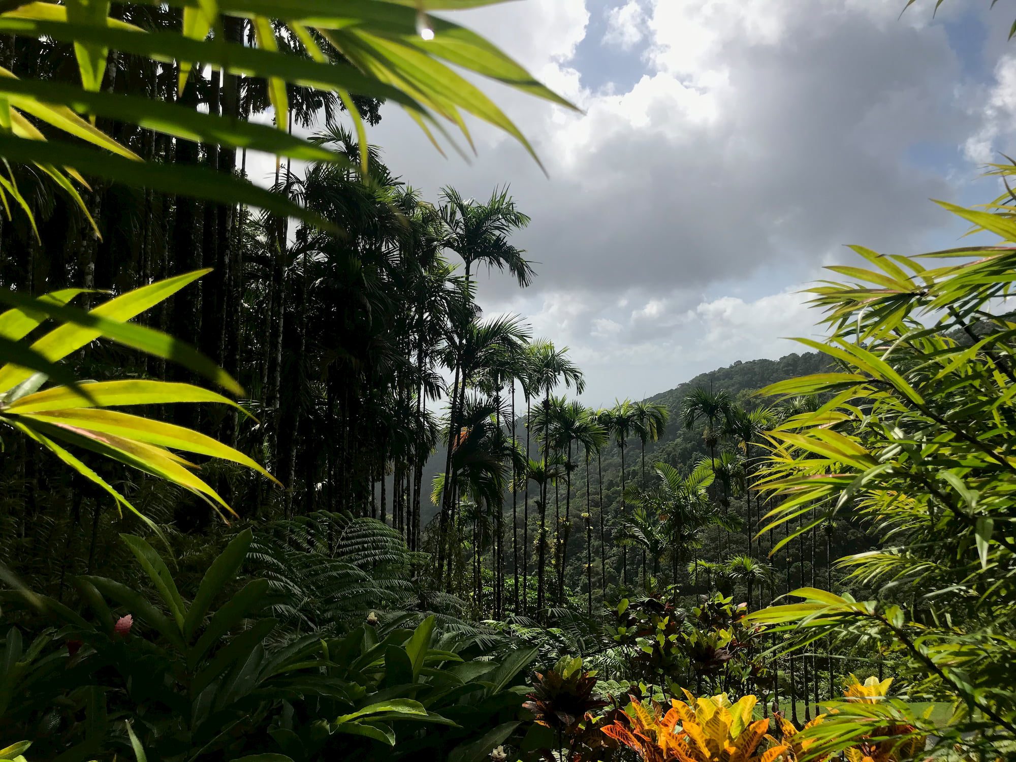 Jardin de Balata, Martinique’s Hillside Paradise